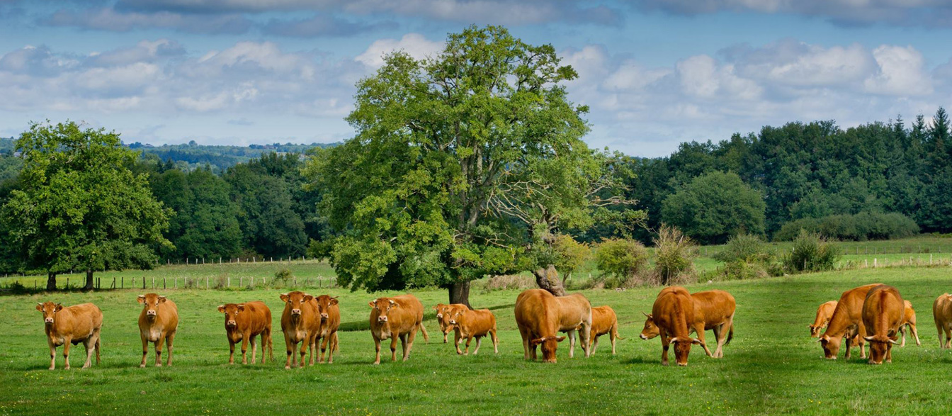 http://www.limousindulimousin.nl/uploads//images/rund/limousin.jpg